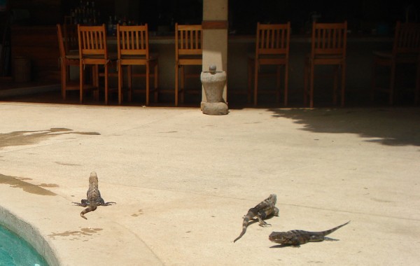 Costa Rica – Iguanas by the pool