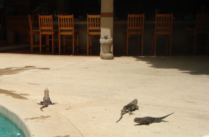 Costa Rica – Iguanas by the pool