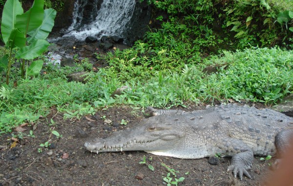 Costa Rica – Gator at Los Lagos