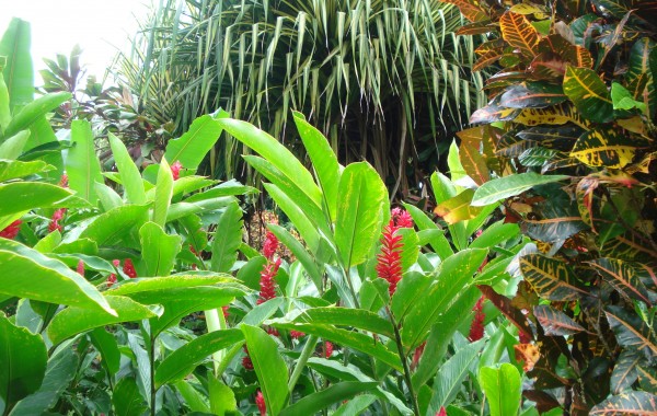 Costa Rica – Gardens of Los Lagos
