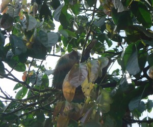 Costa Rica – Sloth in Arenal
